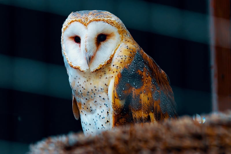 Vintage Birdcage Pendant Light